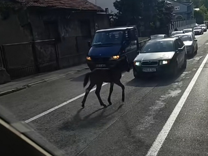 Ždrijebe zaustavilo saobraćaj u Travniku: Vozači u čudu posmatrali nesvakidašnji prizor
