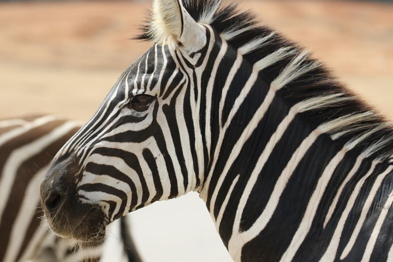 Zebra pobjegla iz zoološkog vrta u Beogradu, povrijeđeni dijete i čovjek