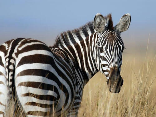 Zebre bježale po ulicama Munchena