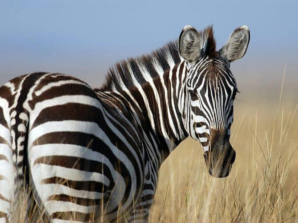 Zebre bježale po ulicama Munchena