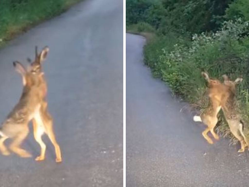 Zečevi se tukli na cesti, vozač nije mogao vjerovati šta gleda