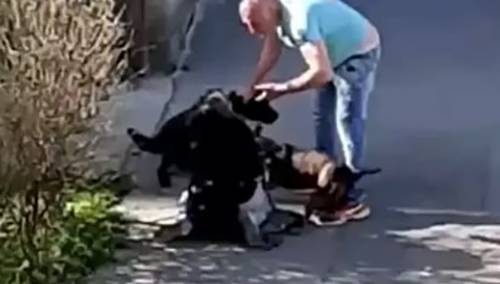 Zemun: Čovjek šutira ženu i njenog psa nasred ulice