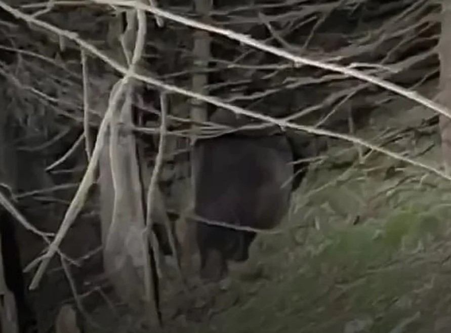 Žena u Slovačkoj pronađena mrtva nakon bježanja od medvjeda