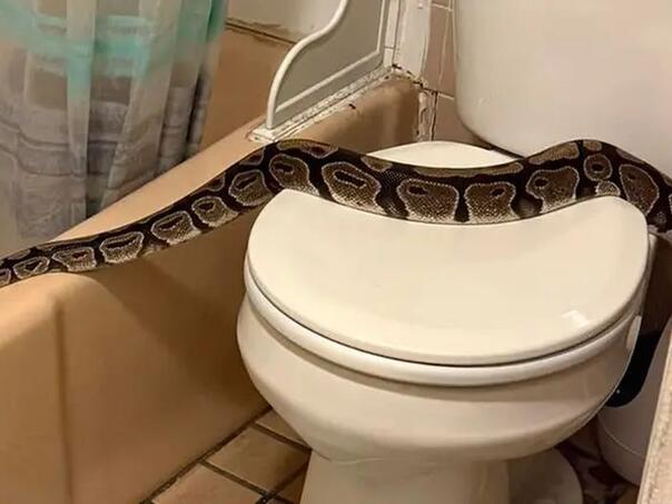 Žena u svom WC-u zatekla pitona dugog 1,5 metar