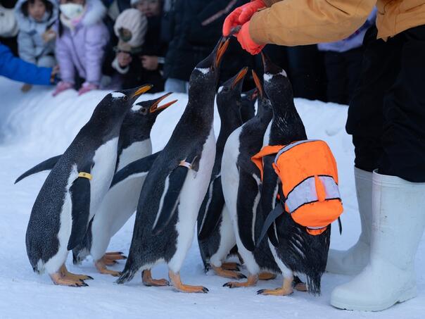 Zimska bajka u Kini: Pogledajte neodoljivu paradu pingvina u Harbinu