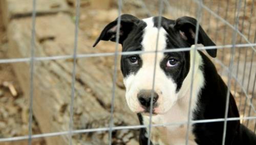 Zlostavljačima životinja u Grčkoj kazne od 5.000 do 15.000 eura