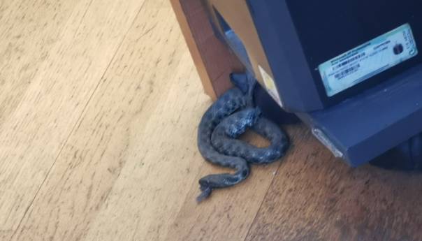 Zmija u prostorijama UIO u Banjaluci