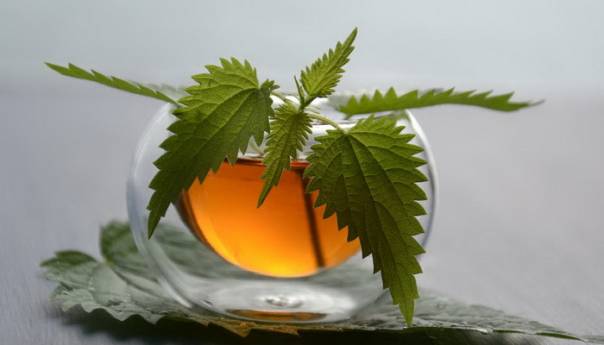 Značaj koprive za naše zdravlje