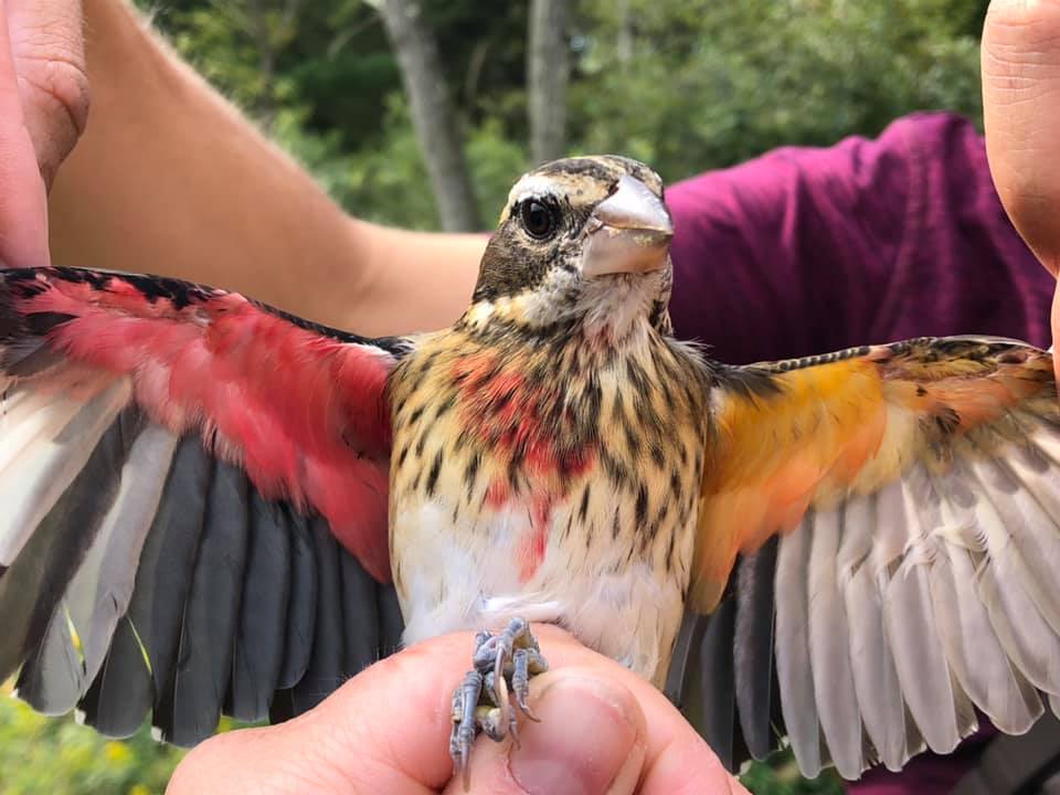 Znanstvenici otkrili pticu sa ženskim i muškim karakteristikama