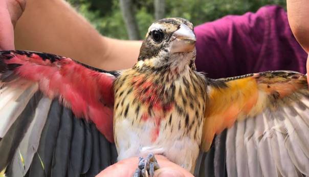 Znanstvenici otkrili pticu sa ženskim i muškim karakteristikama