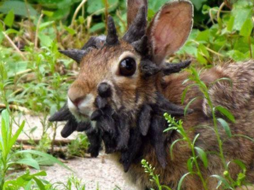 "Zombie" zečevi sa bizarnim izraslinama šokirali javnost, evo o čemu je riječ