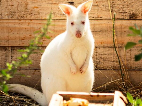 ZOO Bambi: Dom rijetkih albino životinja i spašenih krznenih prijatelja