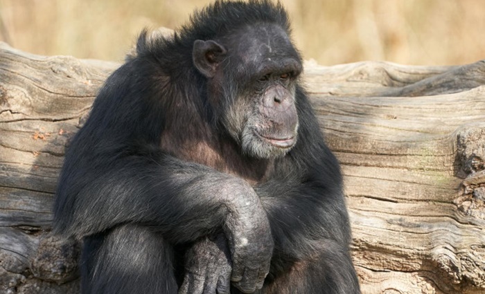 Zoo u San Diegu cijepio devet čovjekolikih majmuna protiv covida-19