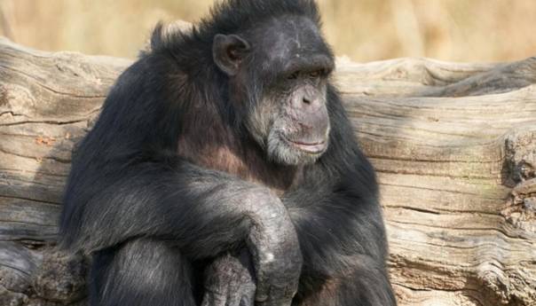Zoo u San Diegu cijepio devet čovjekolikih majmuna protiv covida-19
