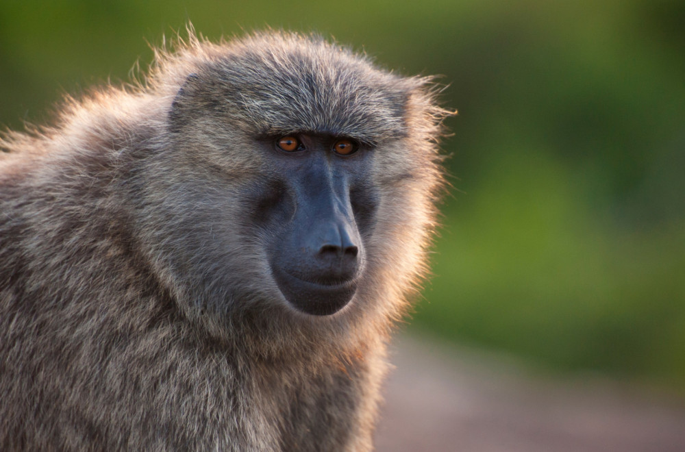 ZOO vrt u Njemačkoj eutanazirao 12 pavijana: Malo prostora za životinje