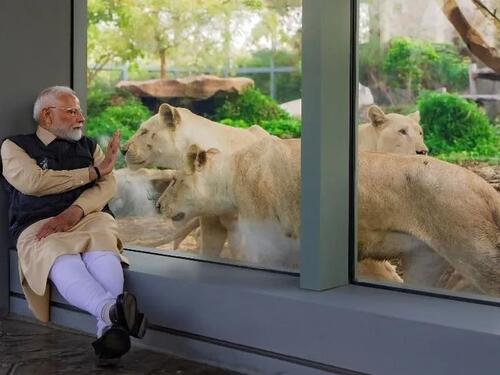 Zoološki vrt sina najbogatijeg Indijca pod istragom: Životinje zlostavljane?