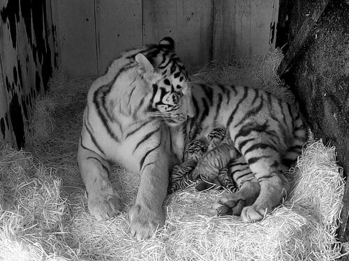 Zoološki vrt u Ljubljani dobio tri mladunca sibirskog tigra