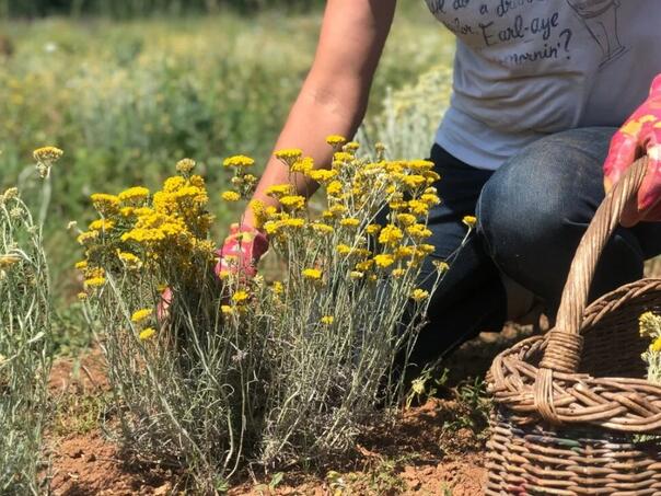 Zovu je biljkom "besmrtnosti": Zaustavlja starenje i briše bore