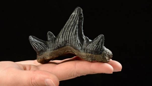 Zubi ajkule ukazuju na klimatsku krizu prije 325 miliona godina